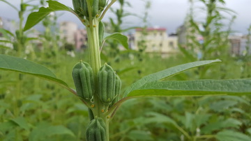 生长中的芝麻