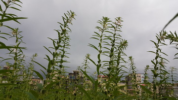 生长中的芝麻