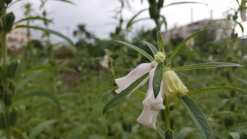 生长中的芝麻