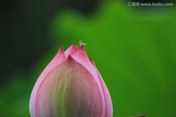 出水芙蓉