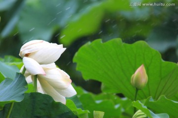 荷花雨