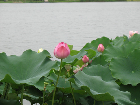 湖畔莲花