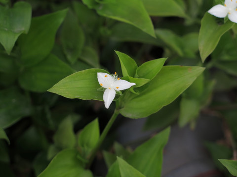 白花紫露草