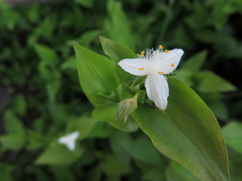 白花紫露草