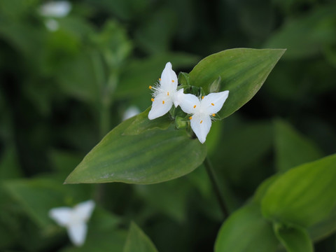 白花紫露草