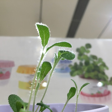 小植物