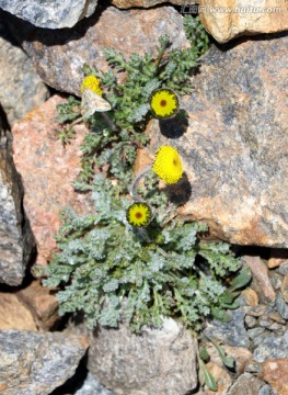 高原野花 小黄花