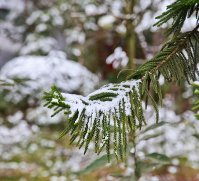 雪压青松