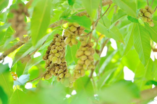 黄玉兰花 果实