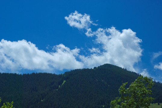 天山林场