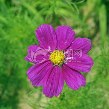 格桑花