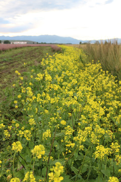 油菜花