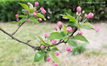 海棠花