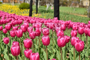 郁金香花园