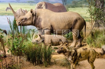 非洲犀牛 非洲野生动物