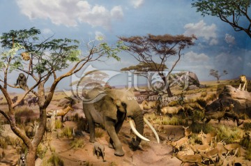 非洲象 非洲大草原