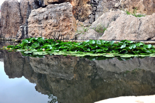 水池  睡莲