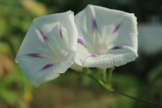 白色的牵牛花