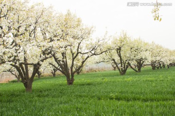 梨树梨花