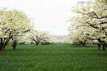 梨花梨树