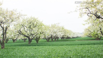 梨花梨树