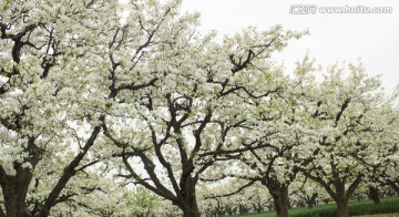 梨花梨树