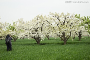 梨花梨树