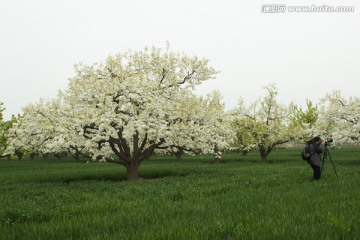 梨花梨树