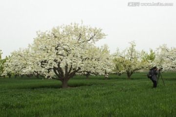梨花梨樹