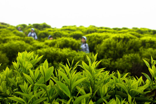 凤凰茶单丛茶园采制