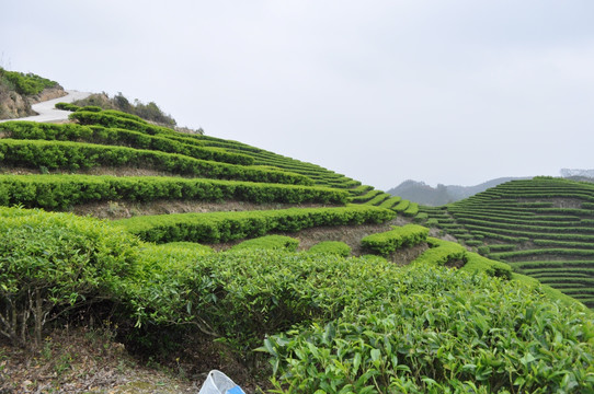 头单丛茶园山路梯田