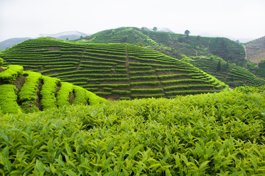 单丛茶园风光远景