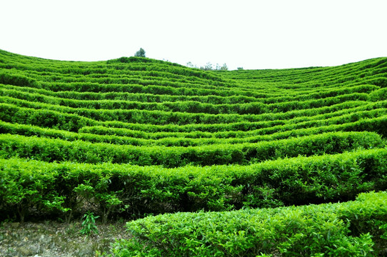 岭头单丛茶园风光梯田