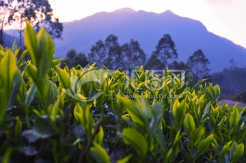 坪溪茶叶