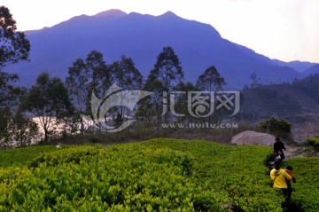 坪溪水库茶叶