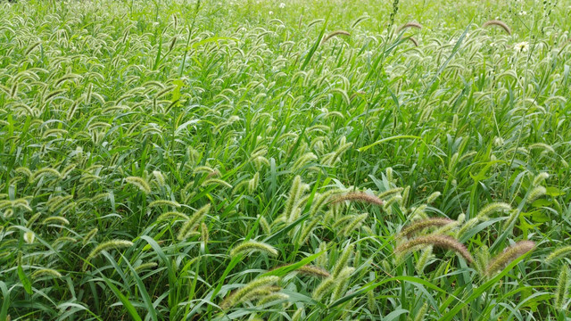 微风拂过的狗尾草草地