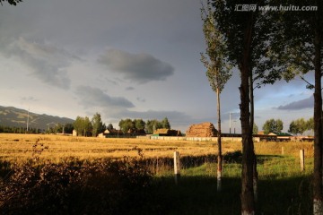 雨后麦田