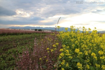 紫苏 油菜田