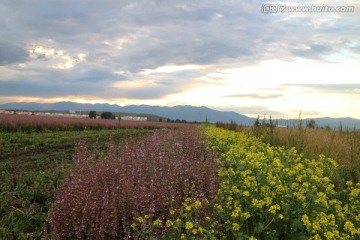 紫苏 油菜田