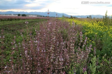 紫苏 油菜田