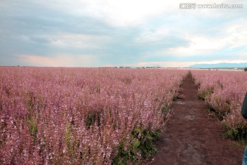 紫苏花田