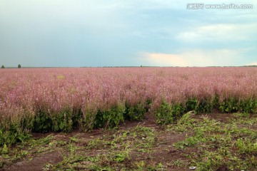 紫苏花田