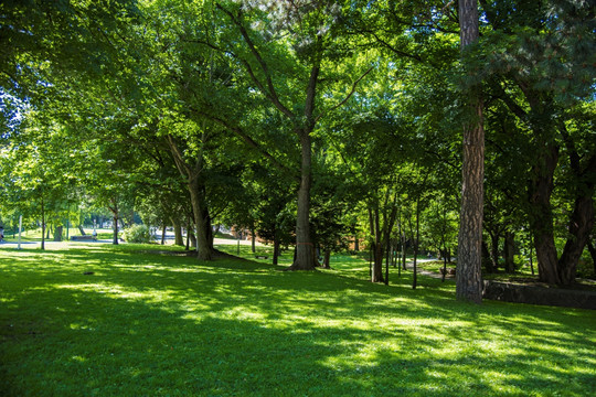 大学的树林与草地