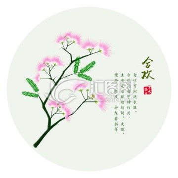 手绘合欢花 合欢树