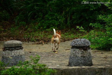 小黄狗