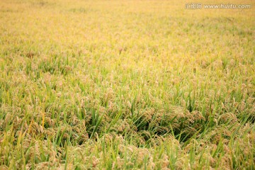 水稻田 稻子 稻穗 五谷 水稻