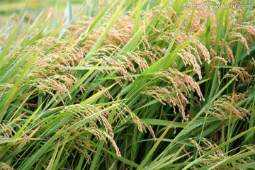水稻田 稻子 稻穗 五谷