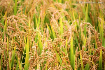 五谷 水稻
