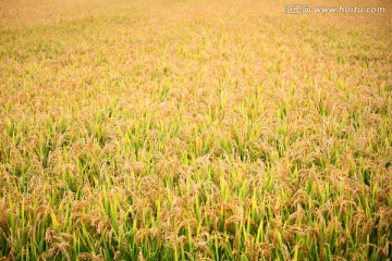 稻穗 五谷 水稻