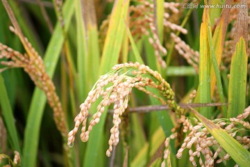 稻子 稻穗 水稻